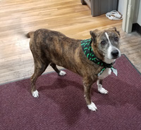 Kipper "Bubba" Walsh