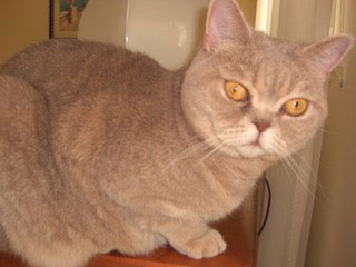 Maggie Cacavio Noonan